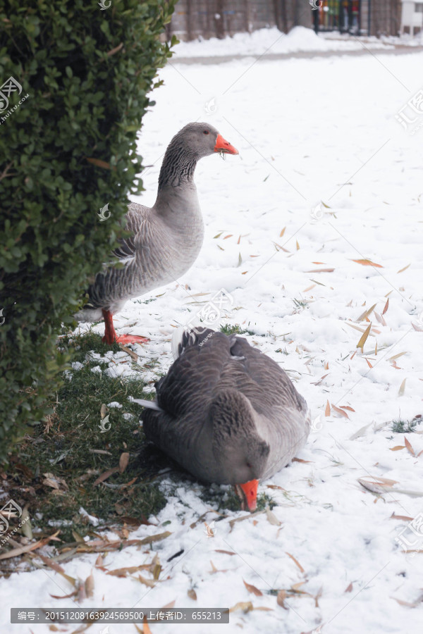 雪地上的鹅