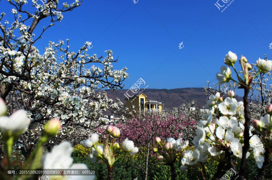 花海果乡