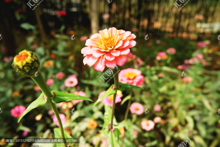 菊花,粉红百日菊