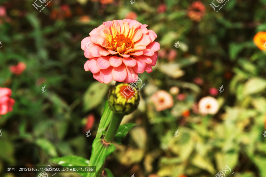 菊花,粉红百日菊