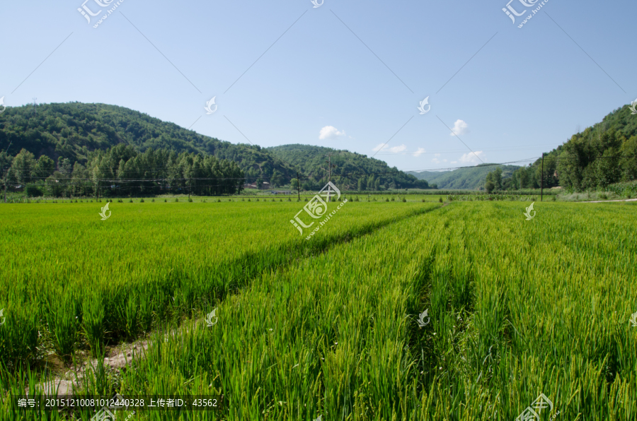 南泥湾,水稻