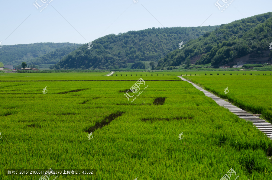 南泥湾,水稻田