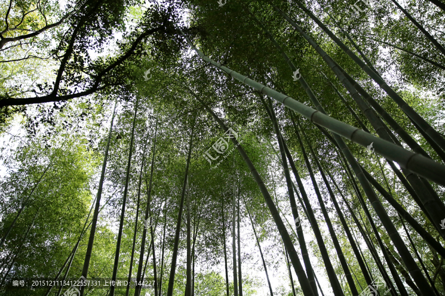 大片竹林