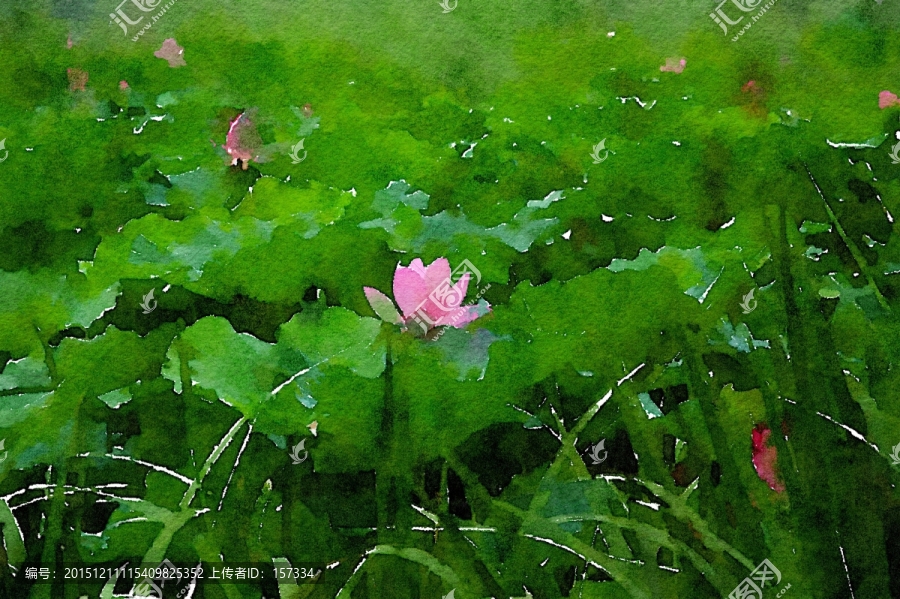 荷花水彩畫寫生