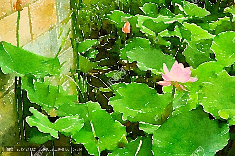 荷塘蓮花,水彩畫