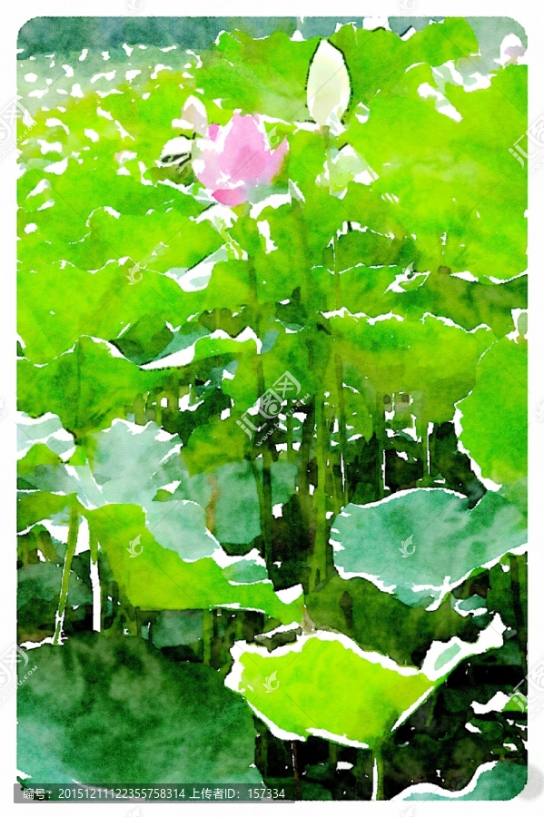 荷花,水彩畫