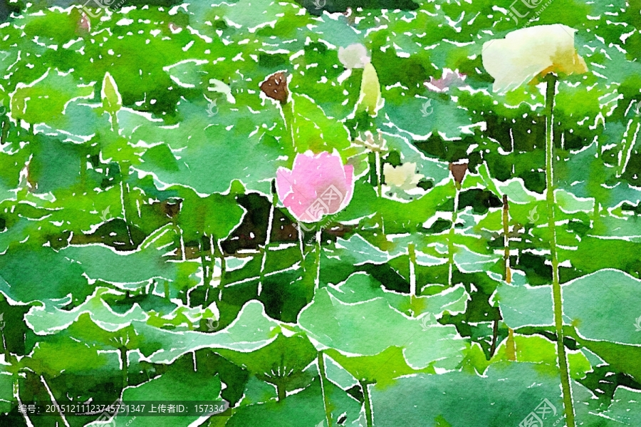 荷花池塘,水彩畫
