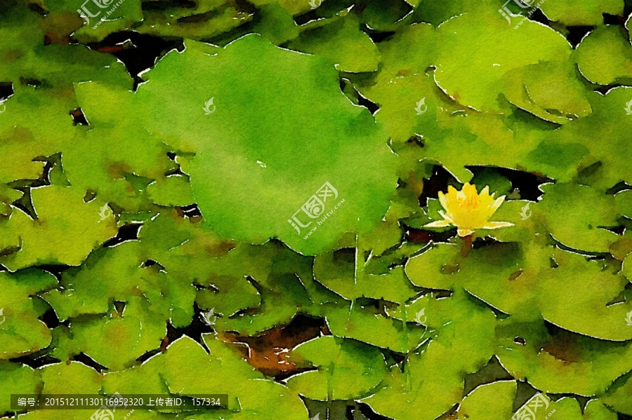 睡蓮,水彩,裝飾畫