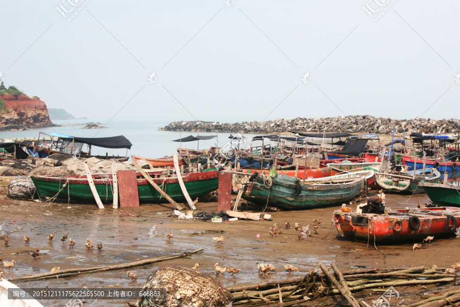 海鸭,生态,环境,中国