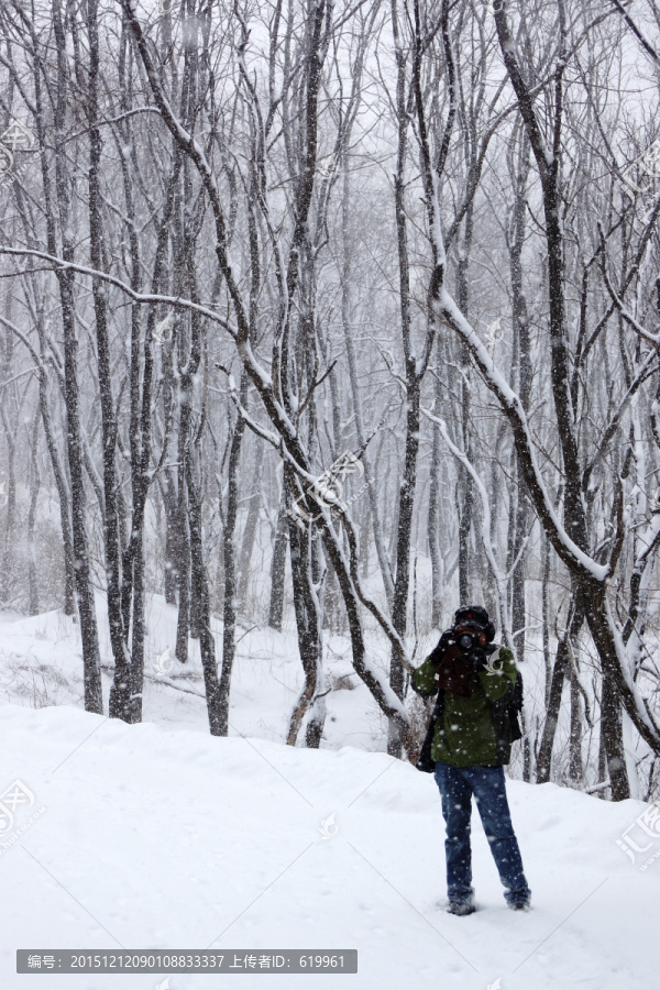 雪景,槐树林