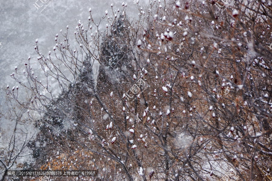 雪花,树枝