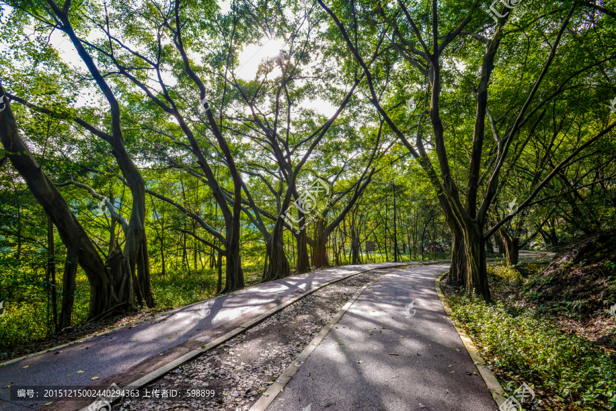 陽光樹林小路