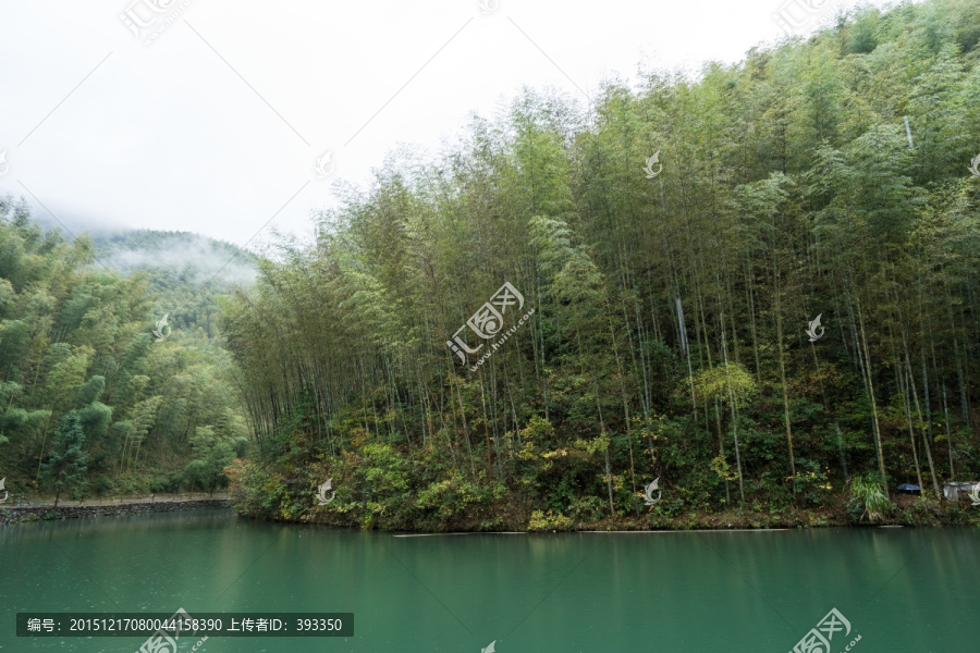 黟县木坑竹海