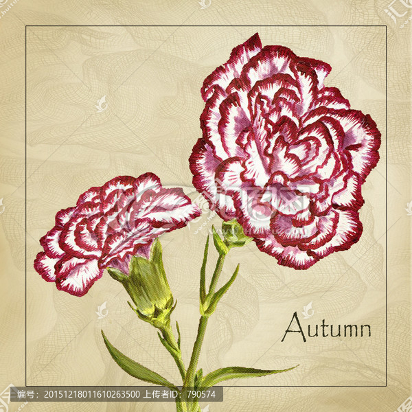 菊花