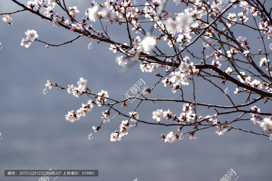 早桃花