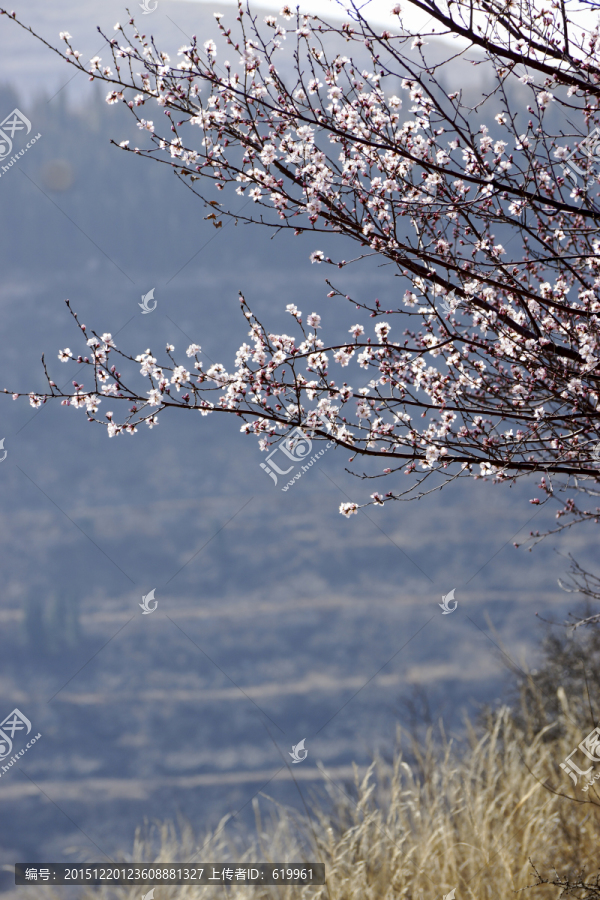 早桃花