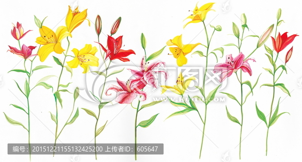 手繪百合花