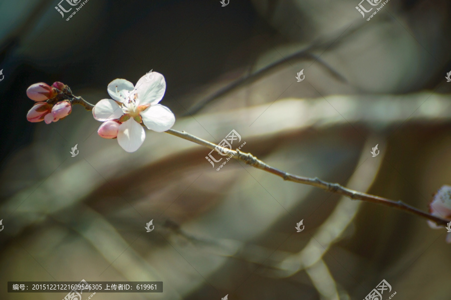 早桃花