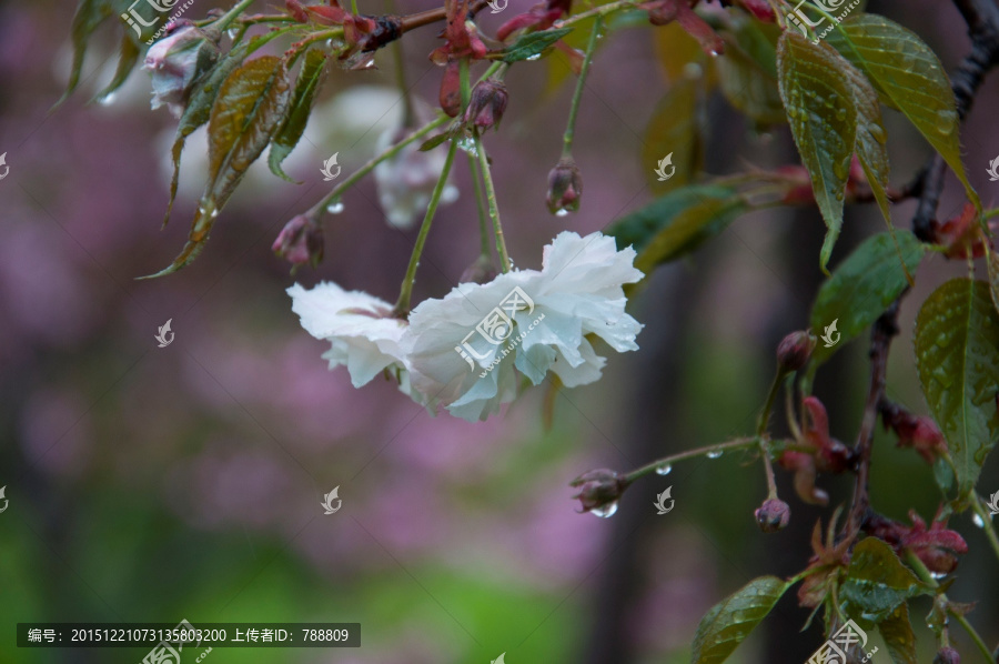 雨中,樱花