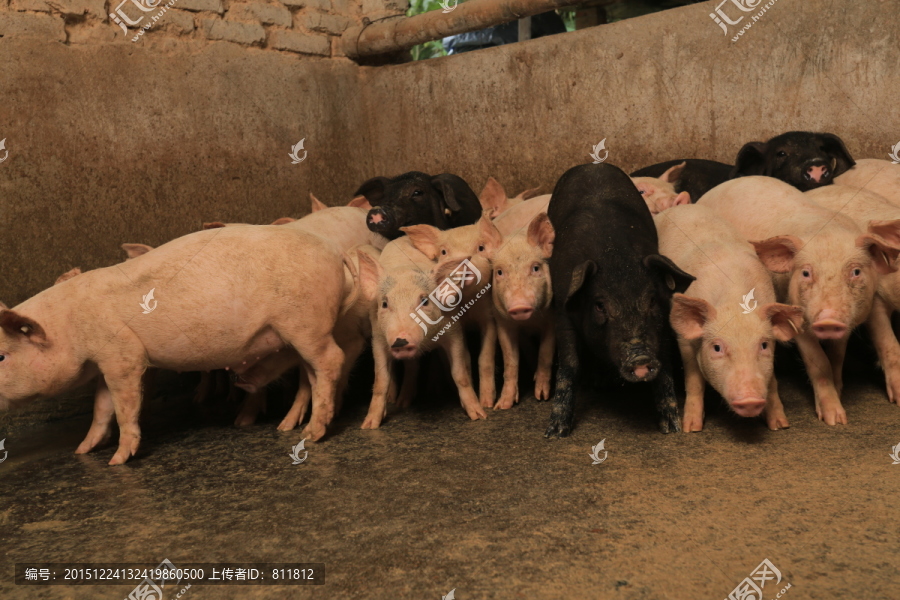 黑猪,白猪,家猪,一群猪