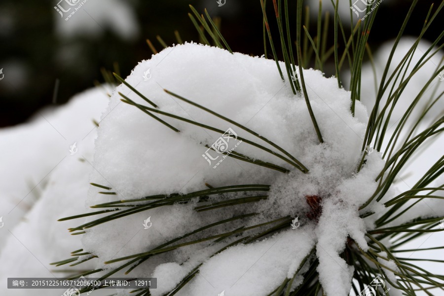 白雪