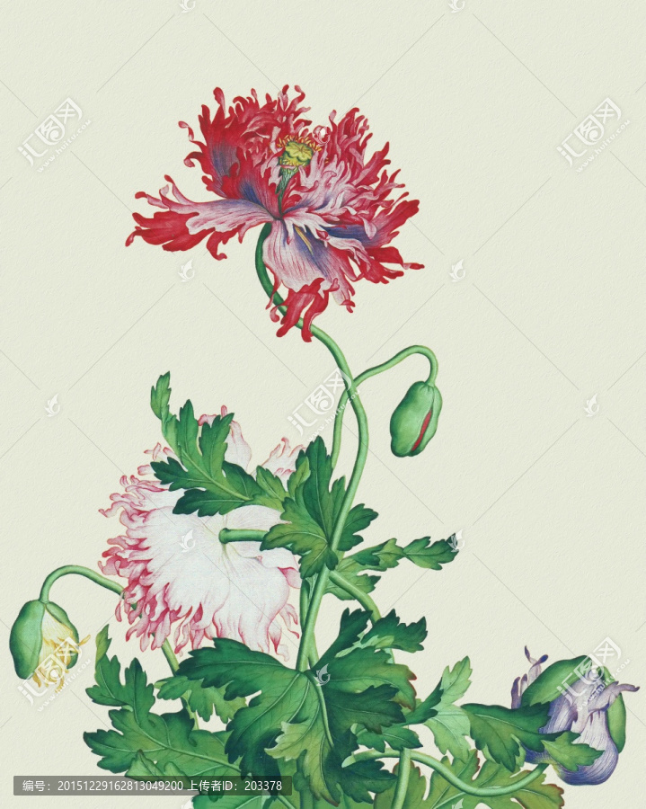 郎世寧,花鳥畫冊(cè)