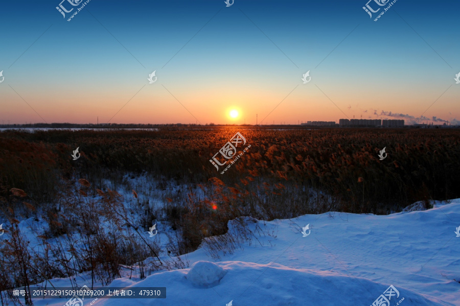 湿地,冬天,白雪,芦苇