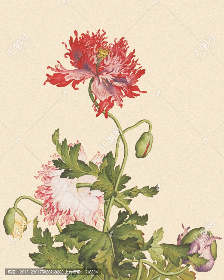 花鳥國畫