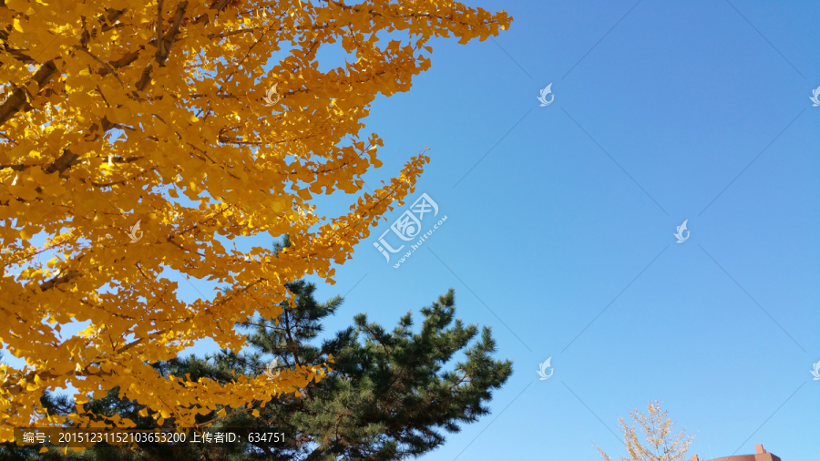 藍天下的銀杏葉