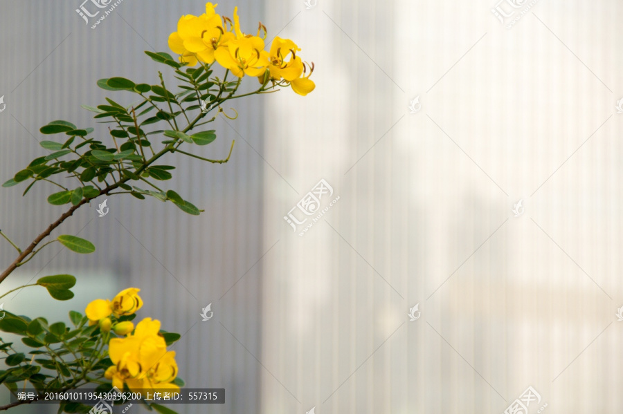 珠江新城与黄色花朵