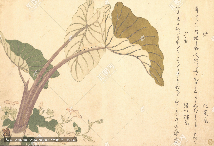 日本荷花植物浮世繪