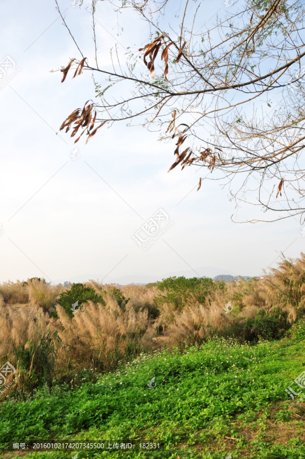 野草遍地