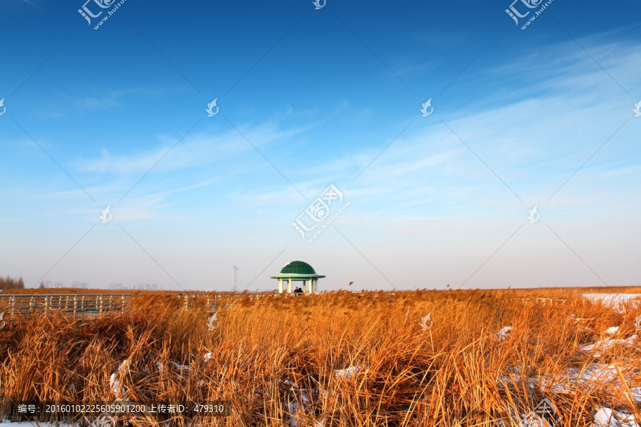 湿地,芦苇,雪