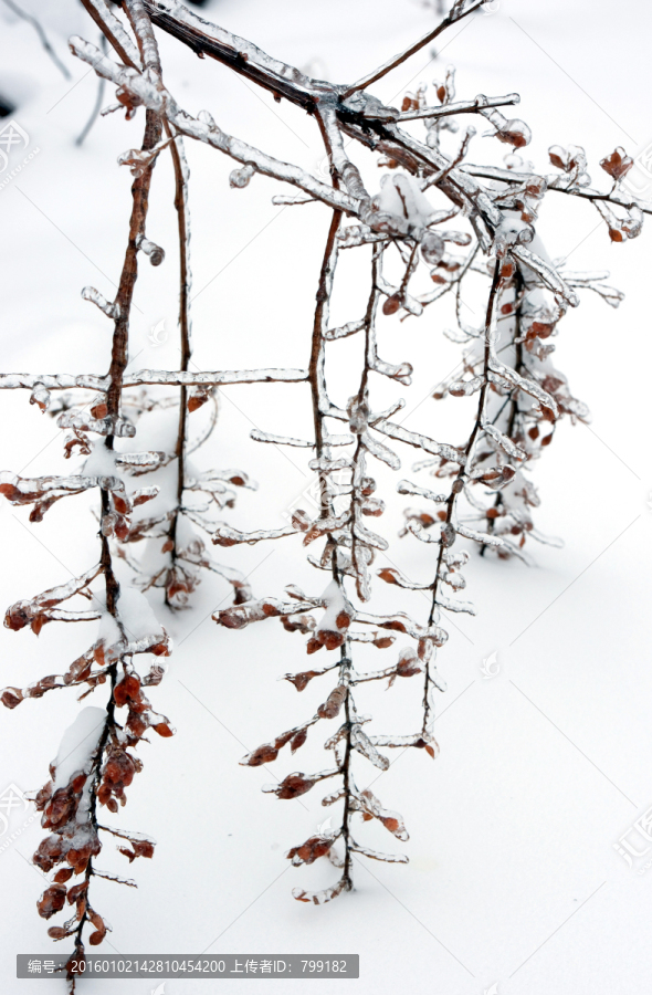 雪地小景