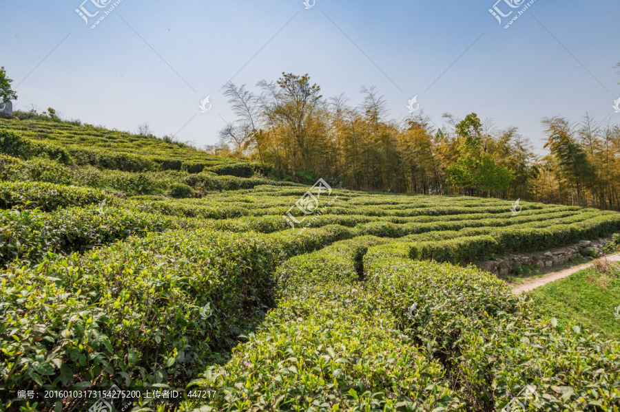 绍兴东湖茶园