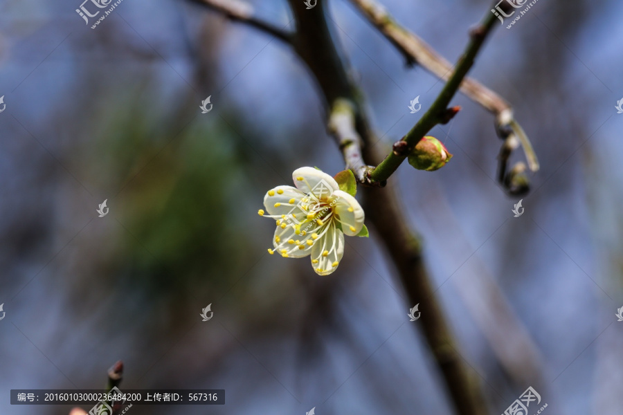 梅花