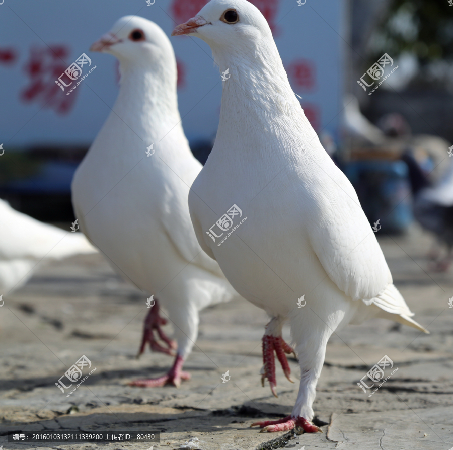 一对白鸽