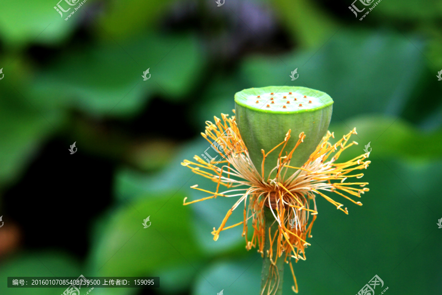 荷塘莲蓬花蕊