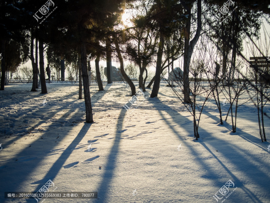 雪后小树林光影