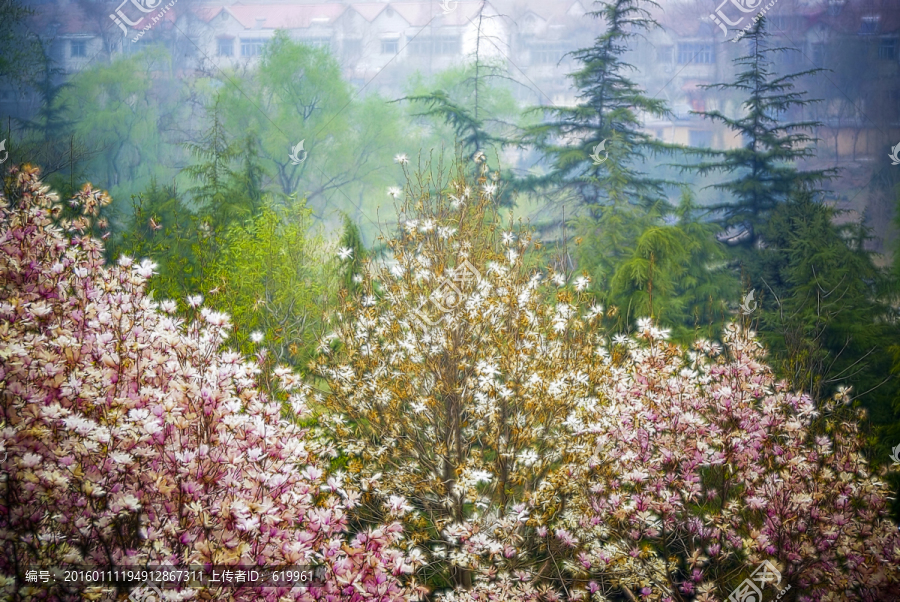 花卉裝飾畫,玉蘭花林