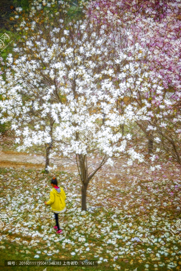 花卉裝飾畫,玉蘭花林