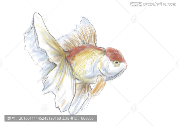 金魚