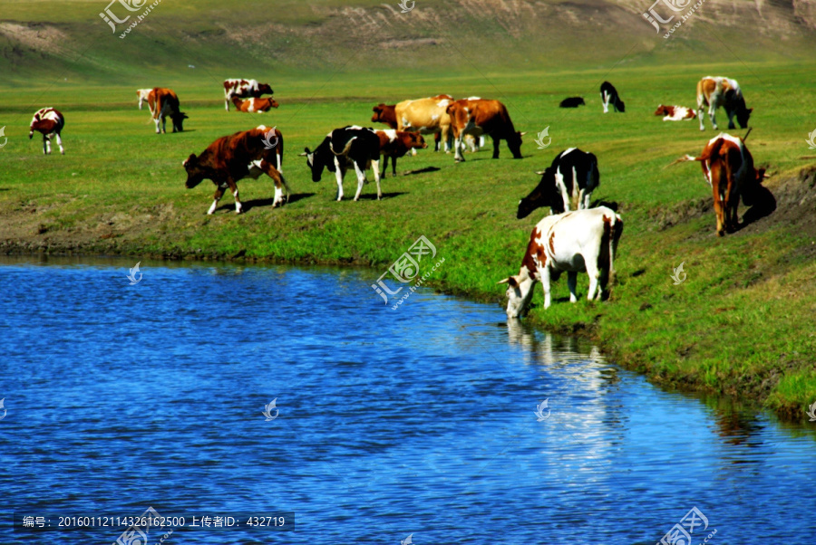 草原上河边喝水的牛群