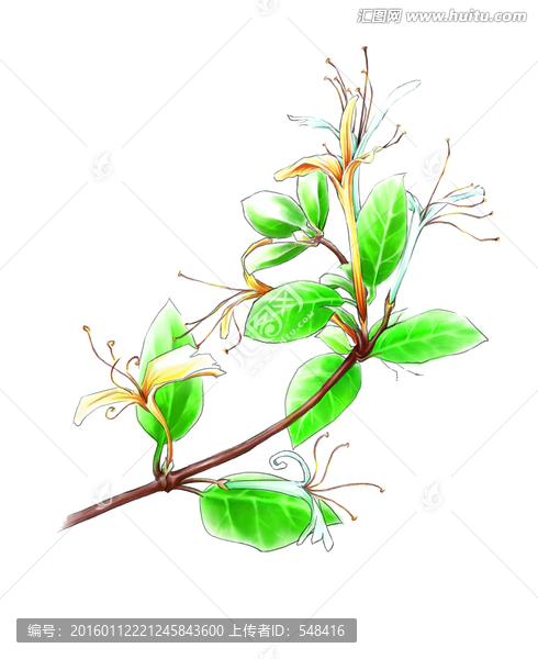 金銀花淡彩