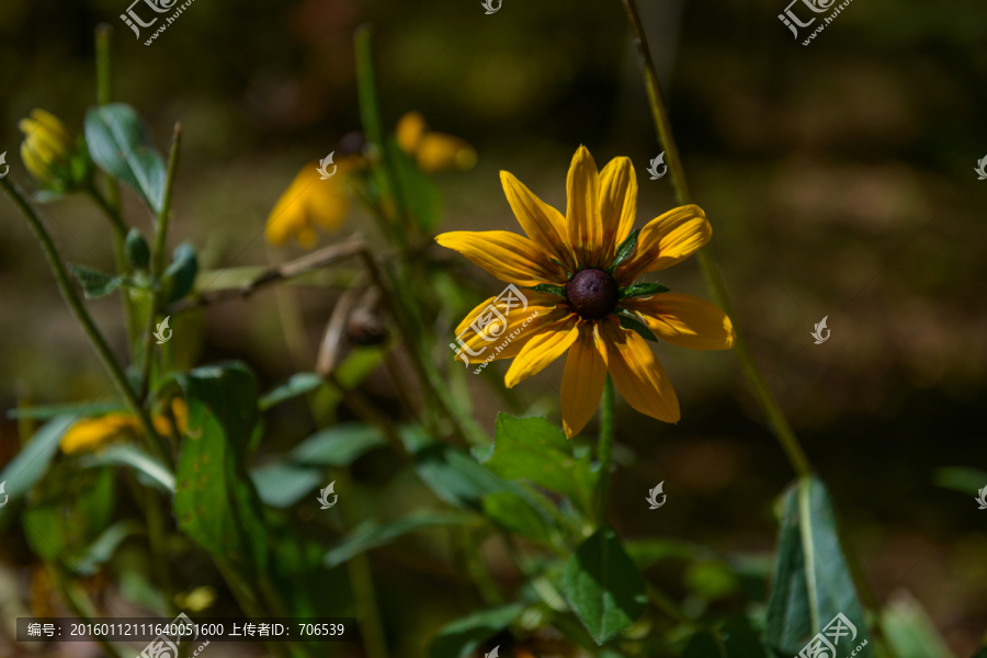 野菊花