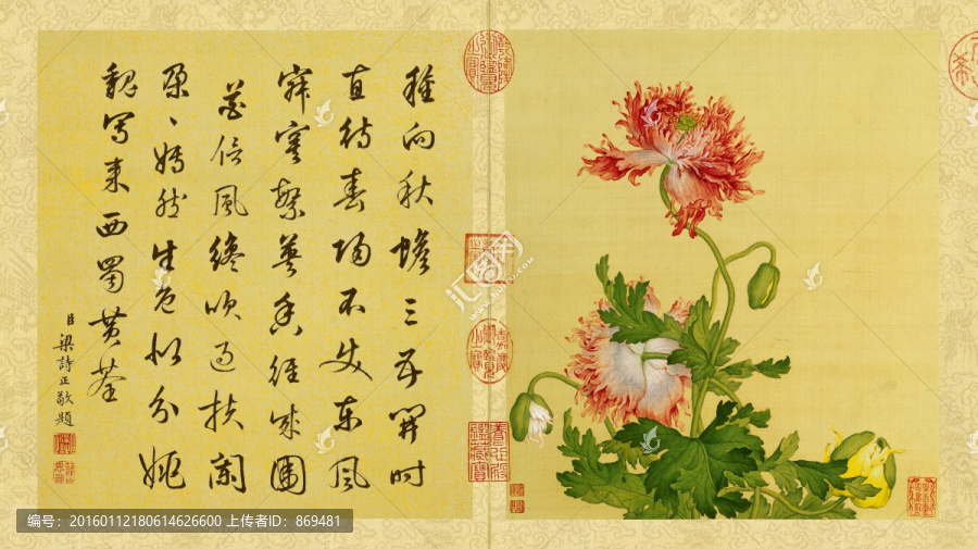郎世寧,花鳥圖冊(cè)罌粟花,未分層