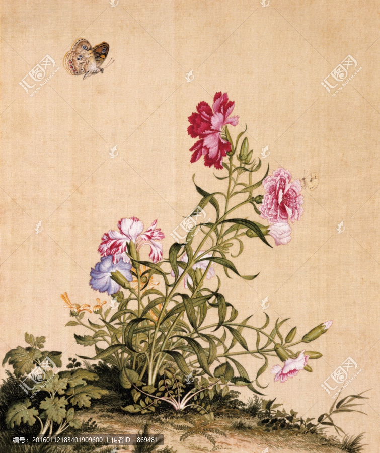 郎世寧,虞美人蝴蝶花,未分層