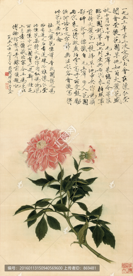 于照,大麗花,未分層