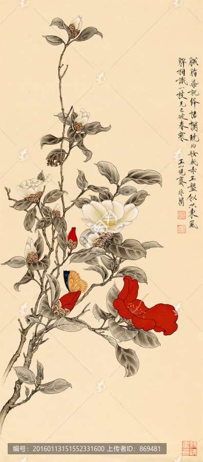 于照,紅白茶花,未分層