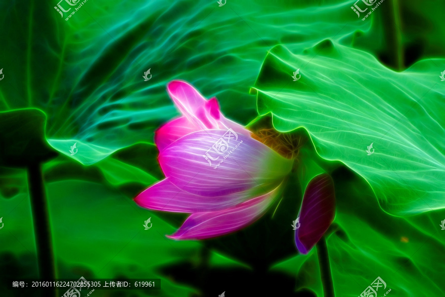 荷花裝飾